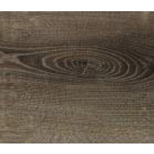 Дуб Ривьера