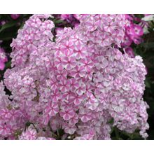 Флокс Наташа