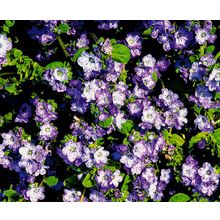 Фацелия Пурша