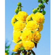 Шток-роза Чатерз Золотисто-жёлтый