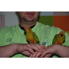 Абсолютно ручные попугаи средних размеров– птенцы Сенегала, Аратинги и Калиты-монаха. Лучшее предложение месяца