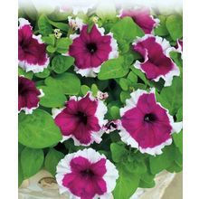 Петуния Дримс Бургунди пикоти