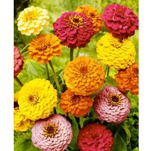 Циния Отборная яркий набор