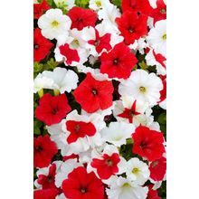 Петуния Мираж Алёнушка набор