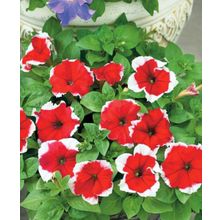 Петуния Дримс Красная пикоти