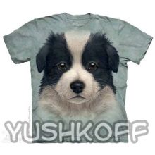 Mountain Border Collie Puppy