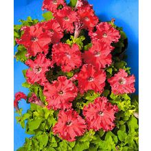 Петуния Афродита лососёвая