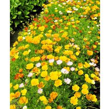 Эшшольция Калифорнийская яркий набор