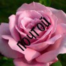 Розы саженцы зимостойкие почтой НЕТ