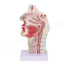 Анатомическая модель носовая полость и полость рта в сагиттальном разрезе