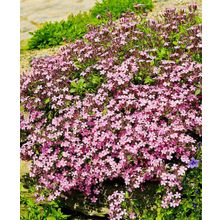 Сапонария Розовая прелесть