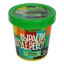 Набор для выращивания ВЫРАСТИ ДЕРЕВО! Сосна гималайская