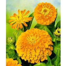 Циния Пташка