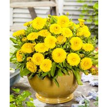 Календула Кендимен жёлтый