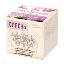 Экокуб «Сирень Венгерская»