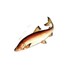 Рыба свежемороженая (осетр нельма таймень)