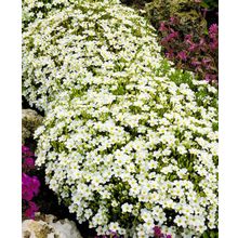 Песчанка горная