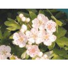 Боярышник однопестичный Crataegus monogyna 0,5-0,7м 2л