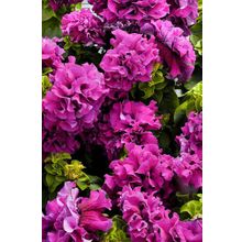 Петуния Дубл Каскад Бургунди