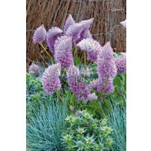 Птилотус Джой