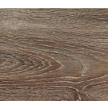 Дуб Валлонский