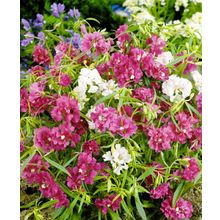 Кларкия Арианна яркий набор