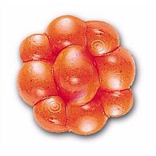 Имитация икры Powerbait Trout Steelhead Egg Clusters, 25шт, FO Berkley