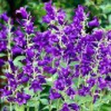 Колокольчик садовый молочноцветковый  Campanula latifolia  2л НЕТ