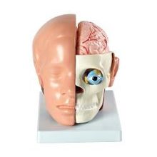 Анатомическая модель. Голова с мозгами (XC-318B)