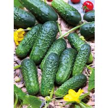 Огурцы Уран F1