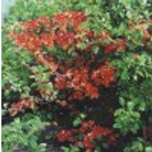 Айва японская видовая  0,1-0,2м 0,7л НЕТ