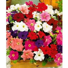 Петуния Дримс Яркий набор