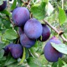 Слива плодовая, сорт Яичная синяя в контейнере 1-2л высота 0,7-1,0 м НЕТ
