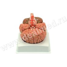 Анатомическая модель мозга человека с артериями и нервами