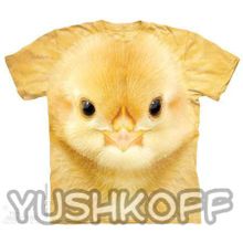 Mountain Big Face Baby Chick