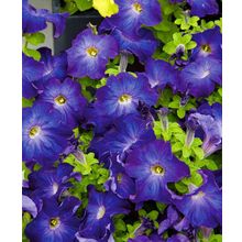 Петуния Софистика Синее утро