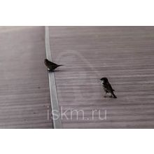 Террасная доска композитная SW-Decking Ulmus бесшовная  6,0 м