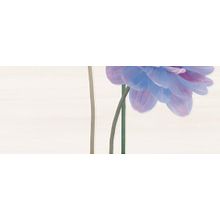 Ibero Enjoy Violet Sia Decor C 20x50 см