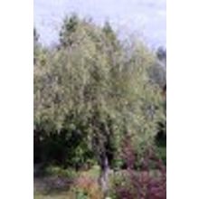 Ива плакучая пурпурная Salix purpurea 1,5-3л высота 1,1м