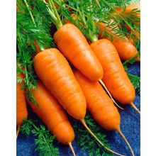 Морковь Курода шантенэ