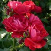 Роза Колоссаль Мейдиланд почвопокровная, COLOSSAL MEIDILAND V=2,5л НЕТ