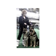 Щенки восточноевропейской овчарки .Здоровые,крепкие и очень породные!