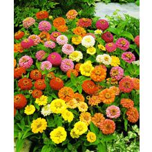 Циния В царстве эльфов набор