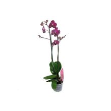 Фаленопсис (Орхидея)