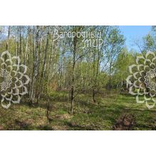 Минское, 35 км от МКАД, Одинцовский р-н, п. НИИ Радио, Размер участка: 12 сот.