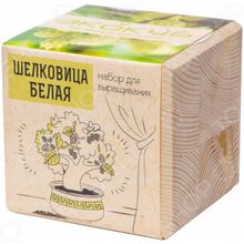 Экокуб «Шелковица Белая»
