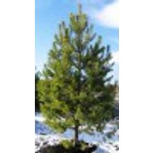 Cосна обыкновенная высота 0,2-0,3 м 1-2л Pinus sylvestris
