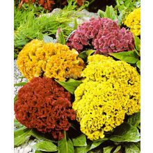 Целозия Амиго цветной набор