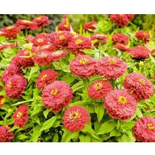 Циния Алое пламя