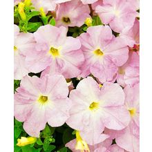 Петуния Дримс Яблоневый цвет